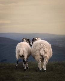 Happy Yorkshire Day